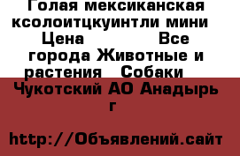 Голая мексиканская ксолоитцкуинтли мини › Цена ­ 20 000 - Все города Животные и растения » Собаки   . Чукотский АО,Анадырь г.